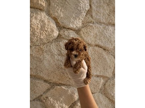 Kaçıran üzülür gerçek orijinal teacup garantili maltipoo