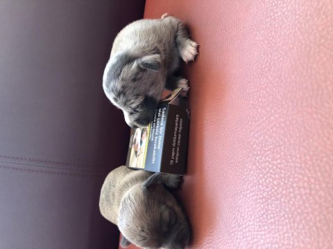 Orjinal eşsiz güzellikte chihuahua yavrularımız
