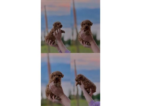 Toy poodle yavrumuz yeni yuvasına hazır