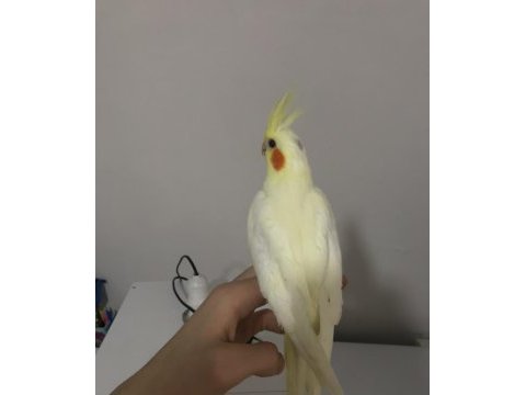 Lutino erkek sultan papağanı