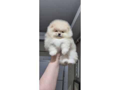 Üst kalite orijinal ırk ayı surat pomeranian boo dişi