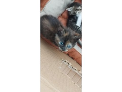 1 nisanda doğrular 6 yavru kedimiz