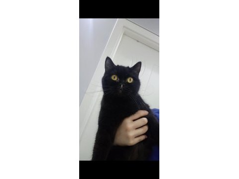 Zeytin dişi kedime yuva arıyorum