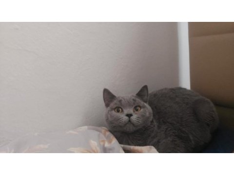 British shorthair 9 aylık erkek