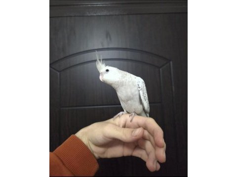 Yavru white face sultan papağanı