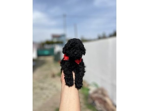 Kore ve toy poodle bebekler
