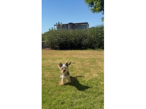 Saf terrier köpeğimiz