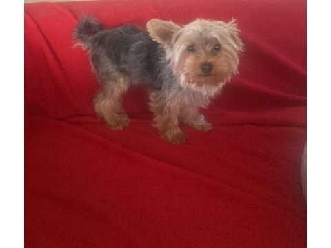 7 aylık şecereli yorkshire terrier