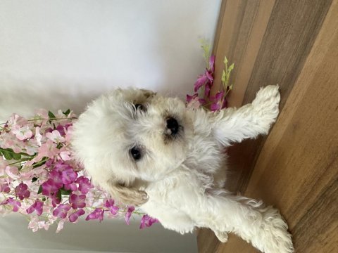 Bichon frise köpeği