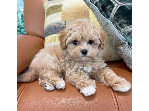 Maltipoo yavrumuz üst kalite