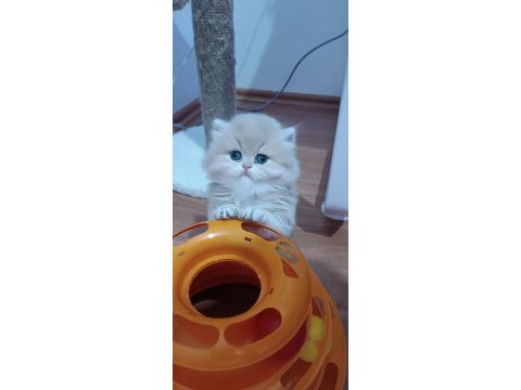 Ayı surat show kalitede safkan british