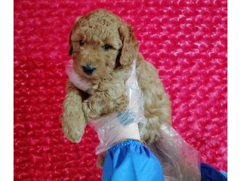 Toy poodle köpeği