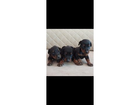 Kaliteli king dobermanlar