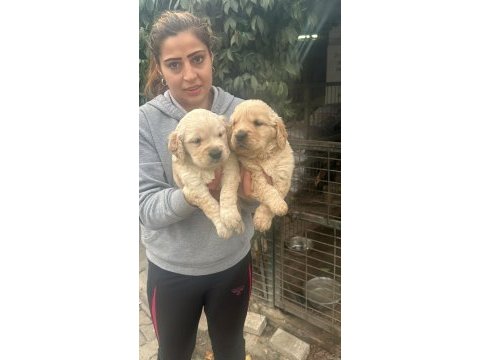 Orjinal golden retriever yavrular