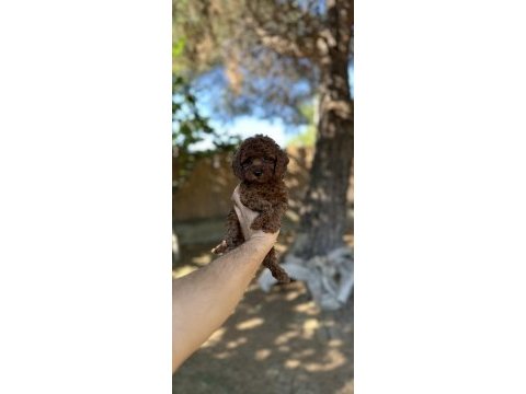 Sağlık ve ırk garantili toy poodle yavrularımız 
