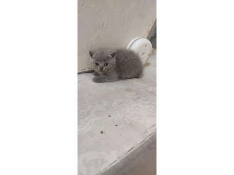 British shorthair minikler