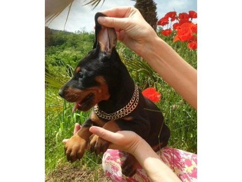 Irk garantili doberman yavrularımız