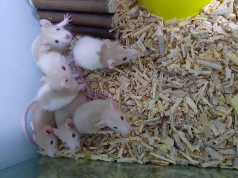 Rat yavrular kalite