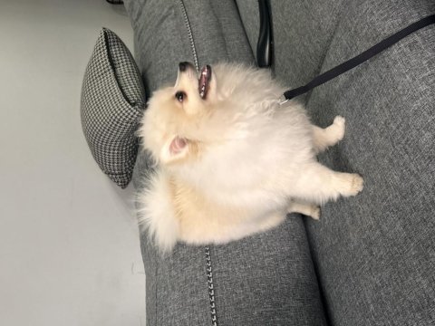 6 aylık dişi pomeranian boo aşıları tam cipli
