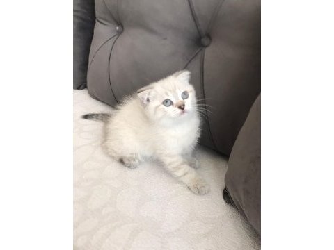 A kalite yavru scottish fold