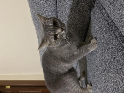 Scottish fold pamuğumuzu sahiplendirmek istiyoruz