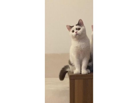 Ücretsiz british shorthair chocolatte van