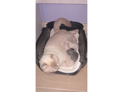 Sağlıklı scottish fold ve british yavruları