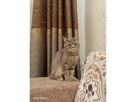 British longhair 5 aylık kedimiz