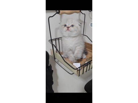 Scottish fold kedisi