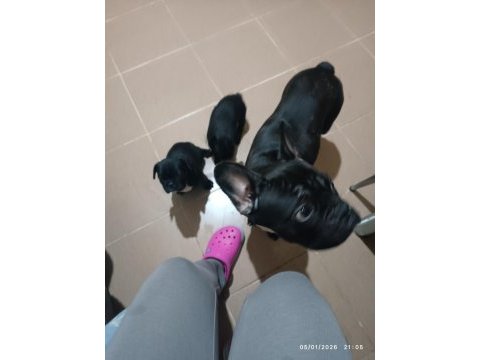 Erkek french bulldog bebekler sahiplerini bekliyor 1.5 aylık