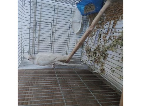 Sağlıklı kalem gibi bakıcı eş albino sultan