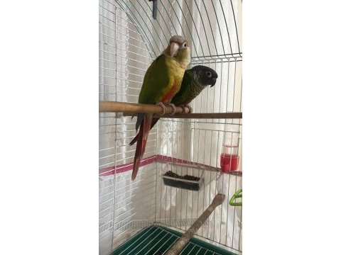 Çift ve sağlıklı ve eğitimli konur papağanı