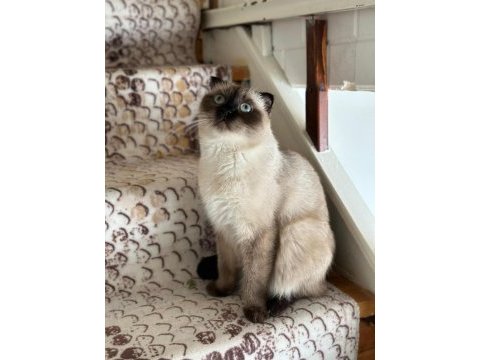 2 yaşında scottish fold ücretsiz