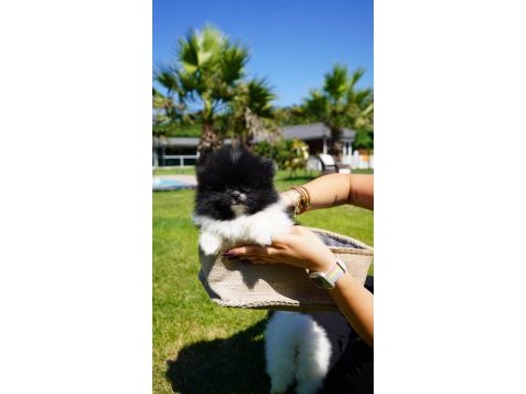 Efsane pomeranian bebeklerimiz istanbul