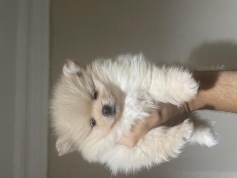 Pomeranian boo parazit uygulaması yapılmış 35 günlük