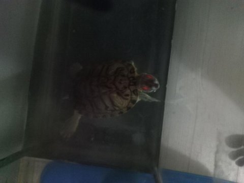 Kızıl yanak orjinal su kaplumbağası