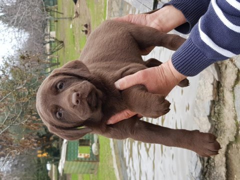 İstanbul köpek çiftliği labrador yavrular