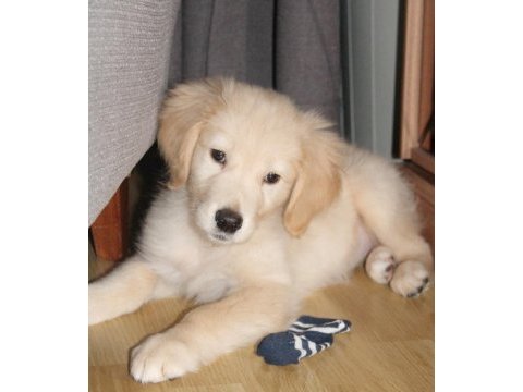 2.5 aylık dişi golden retriever yavru