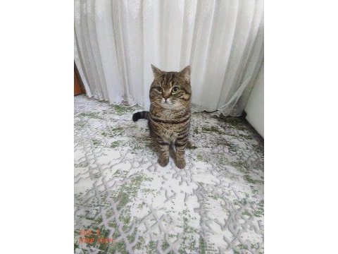 British shorthair kahve rengi 10 aylık