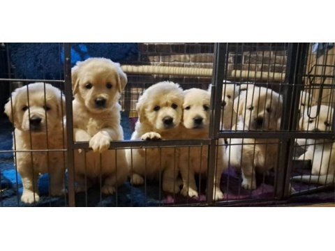 Golden retriever gelip görerek alabilirsiniz