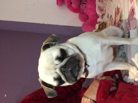 Pug mops dişi köpeğimiz