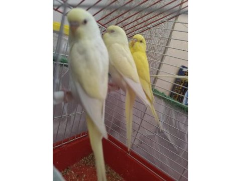 Lutino muhabbet kuşu yavrular