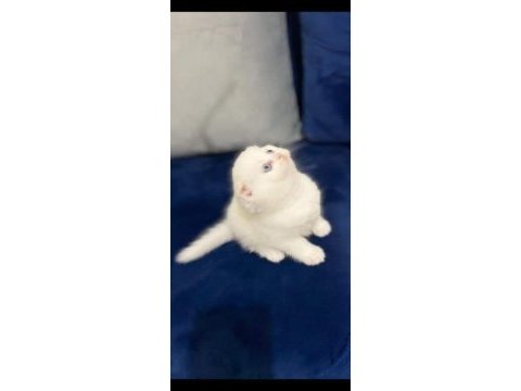 Antalya british shorthair kedilerimiz