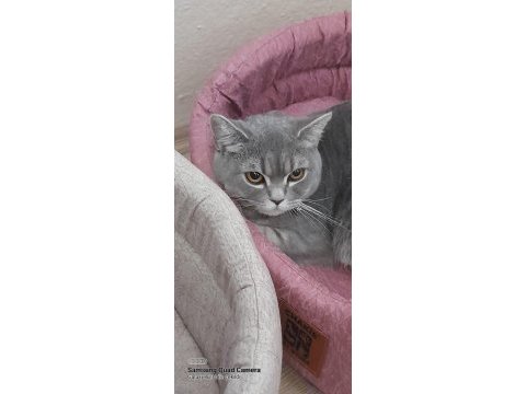 Ponçik british shorthair kızıma yeni bir yuva arıyoruz
