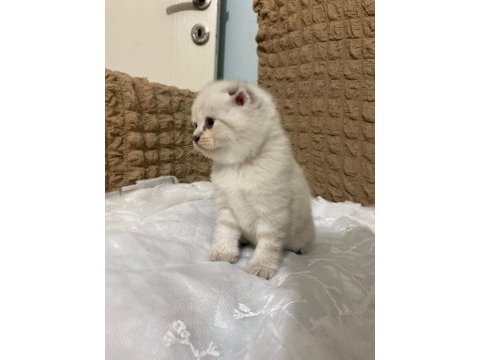 Güzel kızımız yuva arıyor scottish fold