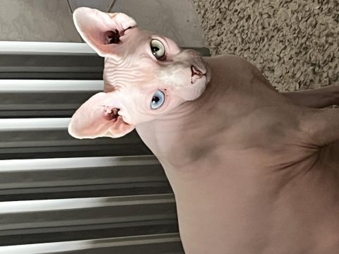 Odd eyes sfenks kızımı sahiplendiriyorum
