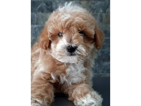 Tea cup maltipoo yavrulari istanbul 