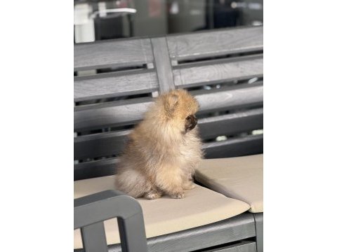 Pomeranian boo bebekeler