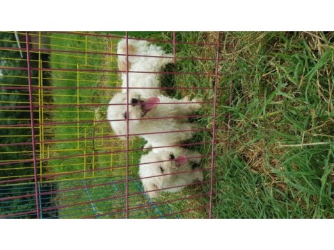 Maltipoo karbeyaz bebekler