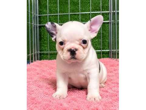 Sağlıklı fransız bulldog yavrular